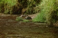 image0_2.jpg