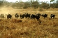 image11.jpg